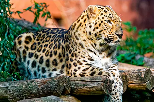 Stage photo animalier zoo vendee