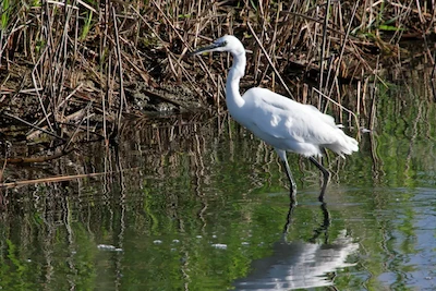 Marais breton-vendéen à l'aurore — aigrette et reflets sur les canaux