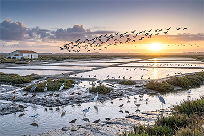 Olonne-sur-Mer — Marais Natura 2000